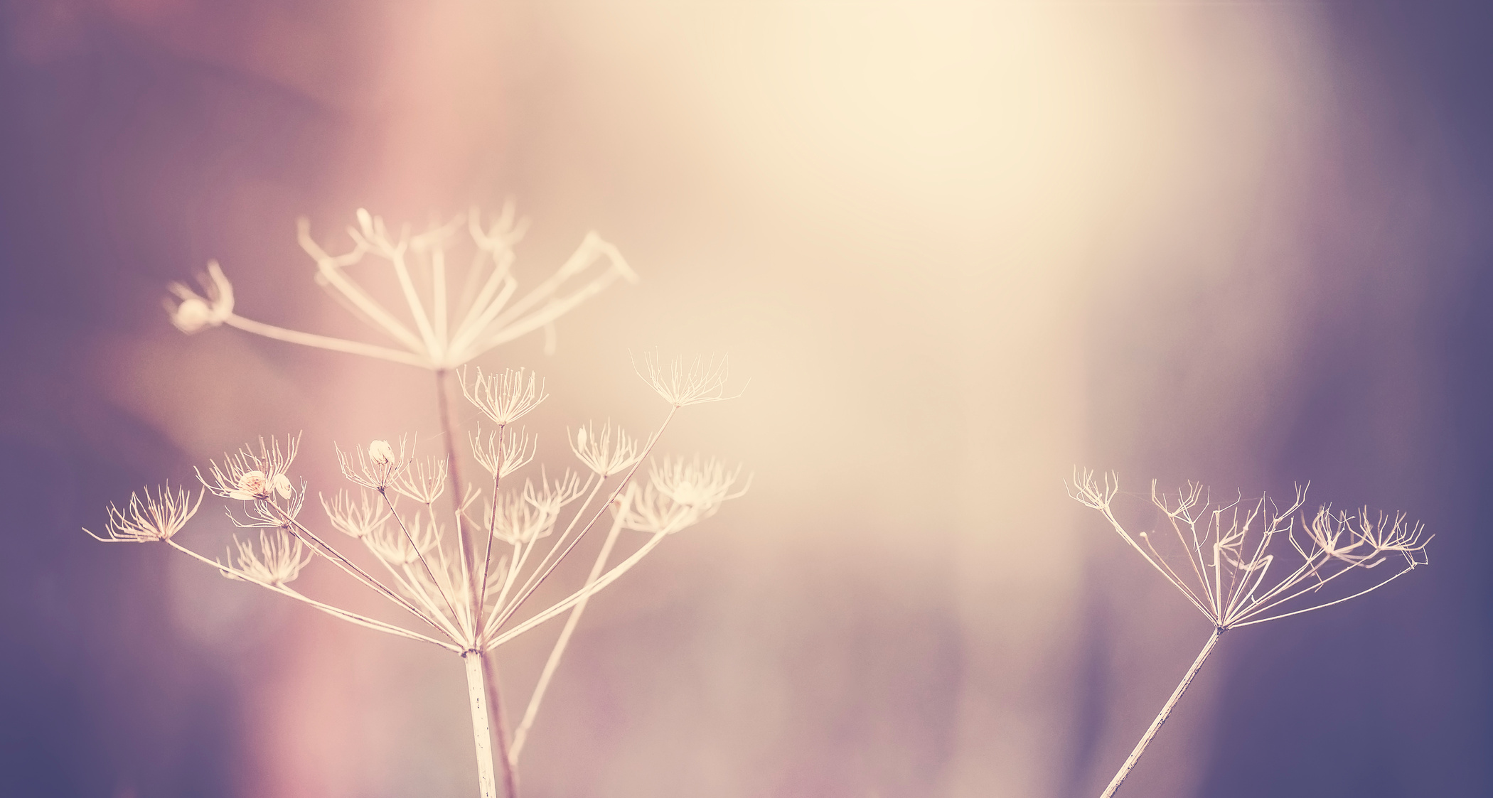 Vintage Toned Dry Plant